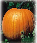 Pumpkin Seeds - 100 Count - Jack O' Lantern Heirloom - Non-GMO - Perfect for Growing Pumpkins