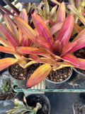 Variegated Martin Neoregelia Bromeliad Plant - Tropical Bare Root Bromeliad