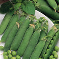 Little Marvel Pea Seeds - Fresh Pea Seeds for Planting - Pisum sativum - Garden Seeds with FREE Shipping