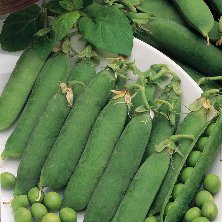 Little Marvel Pea Seeds - Fresh Pea Seeds for Planting - Pisum sativum - Garden Seeds with FREE Shipping