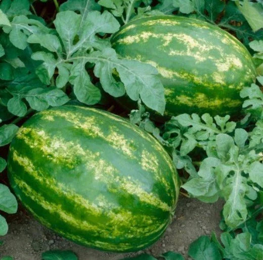 Sweet Watermelon Seeds | Jubilee Variety | Non-GMO | Picnic Size | Free Shipping