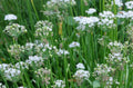 Garlic Chives Seeds - 100+ Seeds - Allium tuberosum - Heirloom Culinary Herb for Cooking and Gardening