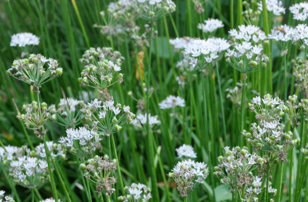 Garlic Chives Seeds - 100+ Seeds - Allium tuberosum - Heirloom Culinary Herb for Cooking and Gardening