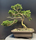 Mame Bonsai Tree 9” Tsukumo Cypress Chamaecyparis Pisifera in Chinese Pot