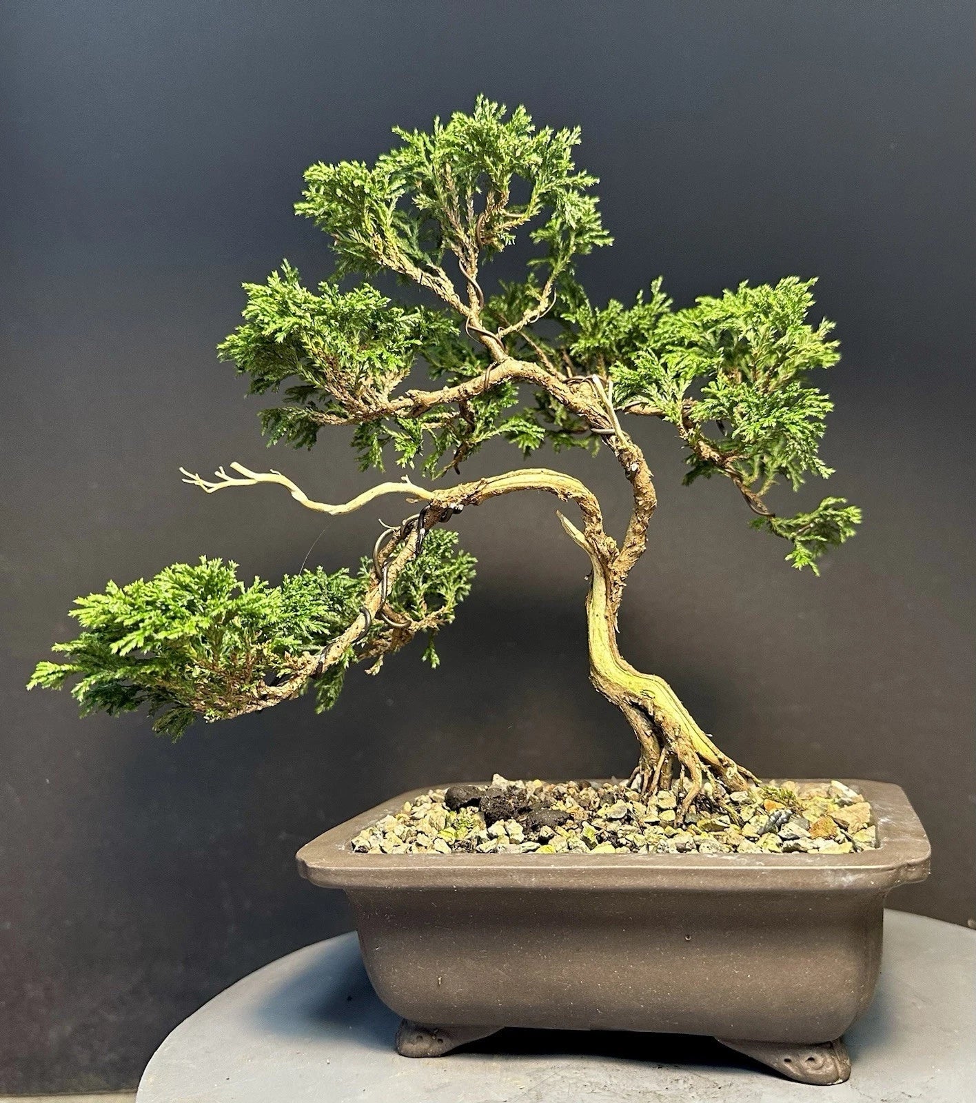 Mame Bonsai Tree 9” Tsukumo Cypress Chamaecyparis Pisifera in Chinese Pot