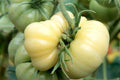 White Wonder Beefsteak Tomato Seeds, 30 Seeds, Non-GMO, Heirloom Variety, Free Shipping