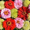 Zinnia Seeds - Pink Lemonade Mix - Non-GMO, Attracts Songbirds, Butterflies & Hummingbirds - 100 Seeds