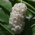 White Mulberry Cuttings 6-8" Organic Morus alba Cold Hardy Tree - 10 Pack