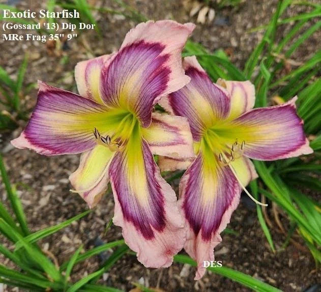 Daylily Plants - 2 Pack - Exotic Starfish Rebloomer - Hemerocallis 'Exotic Starfish'