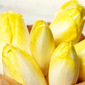 Belgian Endive Seeds - Pale Yellow White Witloof Chicory - Organic Heirloom Seeds for 2025 Planting