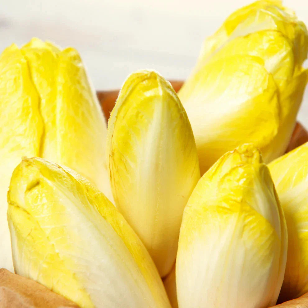 Belgian Endive Seeds - Pale Yellow White Witloof Chicory - Organic Heirloom Seeds for 2025 Planting
