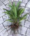 Boston Sword Fern Live Plants Bundle - 12 Bare Root Air Purifying Ferns, Nephrolepis exaltata