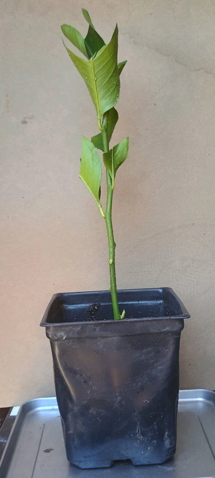 Eureka Rooted Cuttings 6" - Healthy Fast-Growing Citrus × limon from 15-Year Mother Plant
