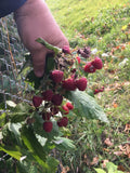 Organic Raspberry & Mint Bushes Plants - Heritage Variety, Bare Root - 5 Pack - Perfect for Home Gardens