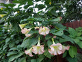 Pink Beauty Angel Trumpet Plant - XL Fully Rooted - Unique Pink Flowers - Brugmansia
