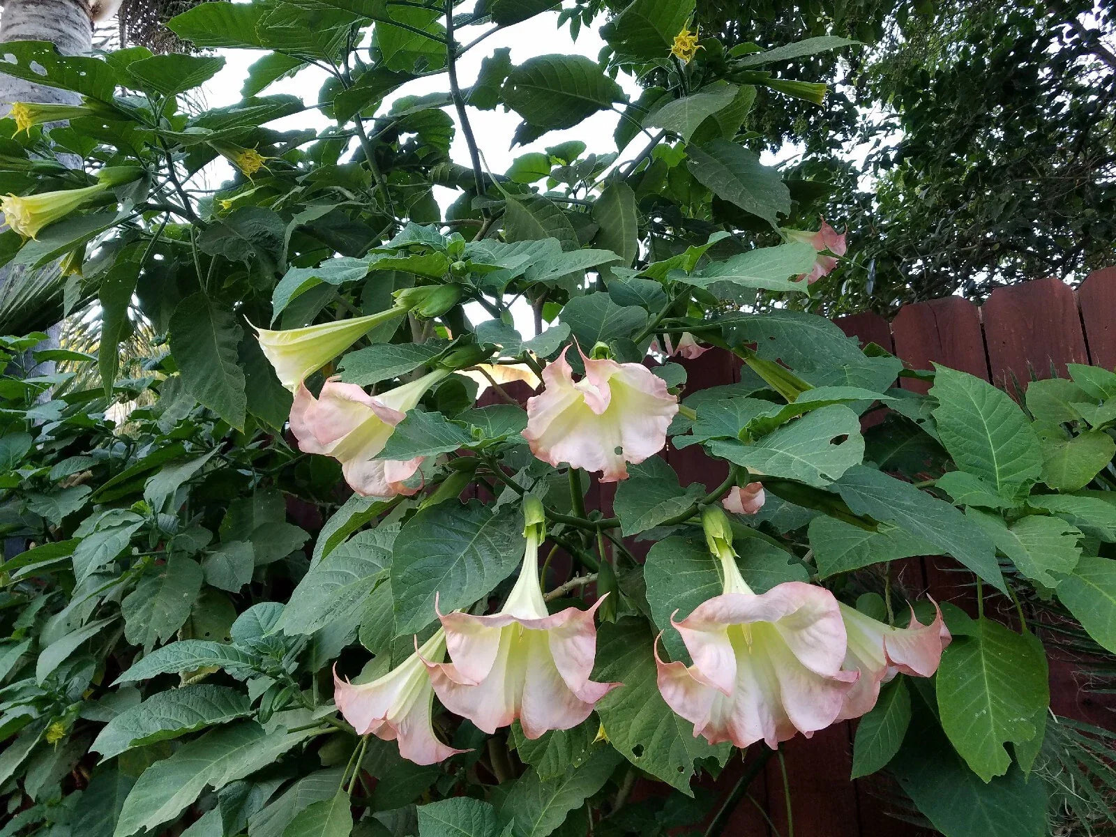 Pink Beauty Angel Trumpet Plant - XL Fully Rooted - Unique Pink Flowers - Brugmansia