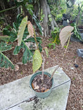 XL Angelwing Begonia Plant 5" Pot Spotted Polka Dot Begonia Maculata Wightii Live Houseplant