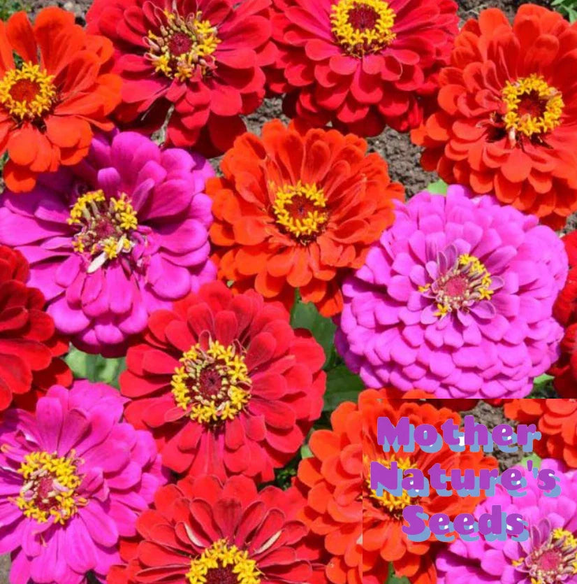 Zinnia Seeds - 200 Count - Merlot Fiery Red Purple Blooms - Attracts Hummingbirds & Butterflies - Zinnia elegans