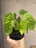 Rare Begonia Melanobullata Green Live Indoor House Plant 4.5” Pot Fully Rooted