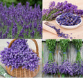 Lavender Seeds - 200 Non-GMO Seeds - Munstead & Vera Dried Medicinal Flowers - Perennial Plant Seeds