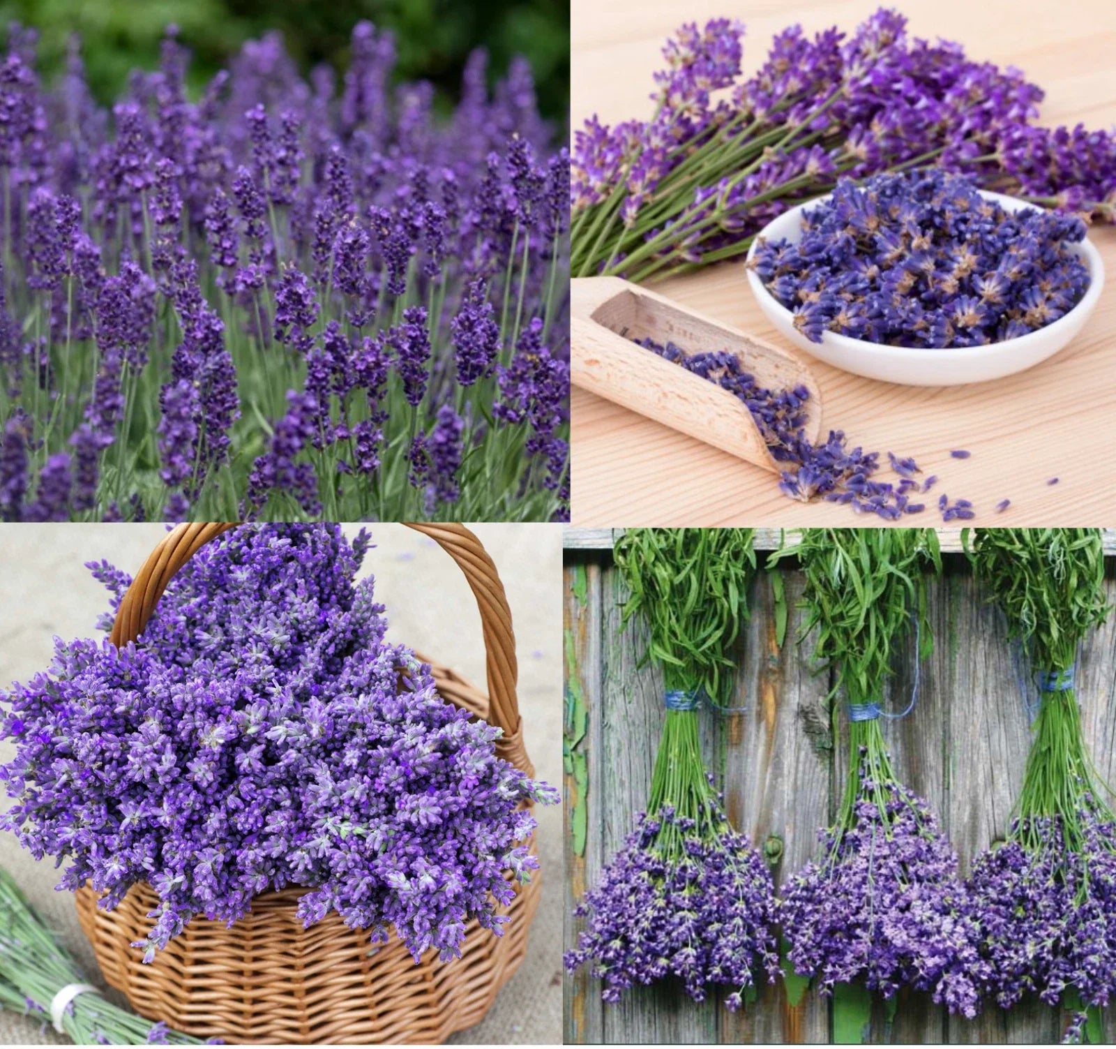 Lavender Seeds - 200 Non-GMO Seeds - Munstead & Vera Dried Medicinal Flowers - Perennial Plant Seeds