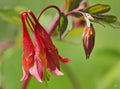 Columbine Seeds - 100 Seeds - Wild Red Canadian Perennial - Aquilegia canadensis - Ships Free with Any 15 Purchase