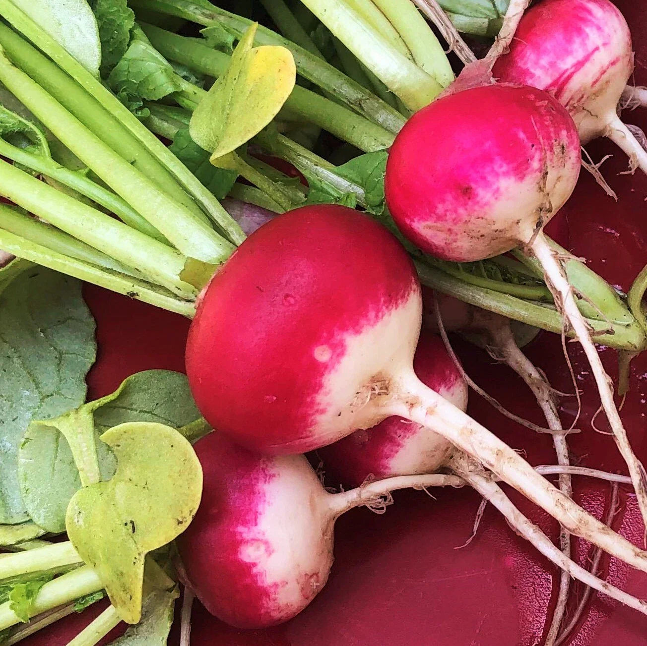 Sparkler Radish Seeds - Red White Belle Globe Root Vegetable Seeds - Non-GMO, Heirloom, 2025 Variety