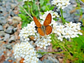 White Yarrow Flower Seeds - 1000+ Premium Milfoil Perennial Medicinal Herb (Achillea millefolium)