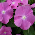 Vinca Hotlik Orchid Eye GL Seeds - 100 Count - Vinca rosea - Annual Flowering Plant Seeds for Garden and Landscaping