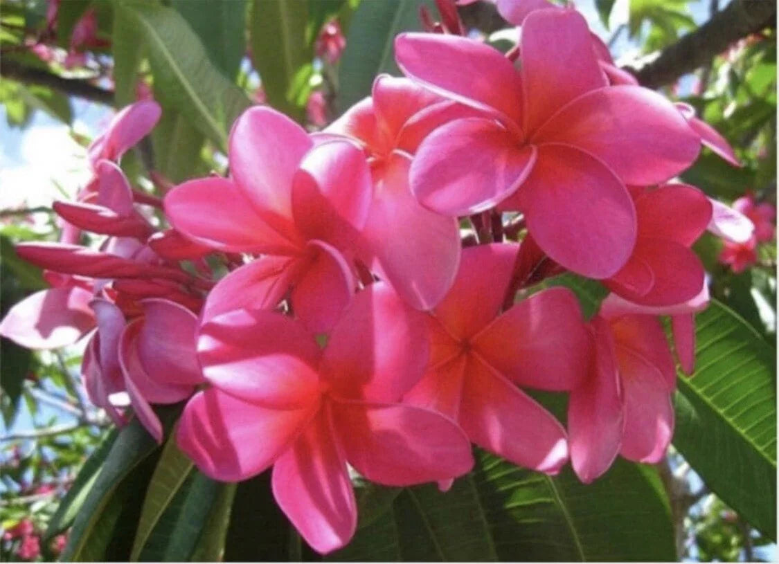Large Rooted Plumeria Plant Cutting - Plastic Pink - 20" with 3 Big Tips - Plumeria rubra