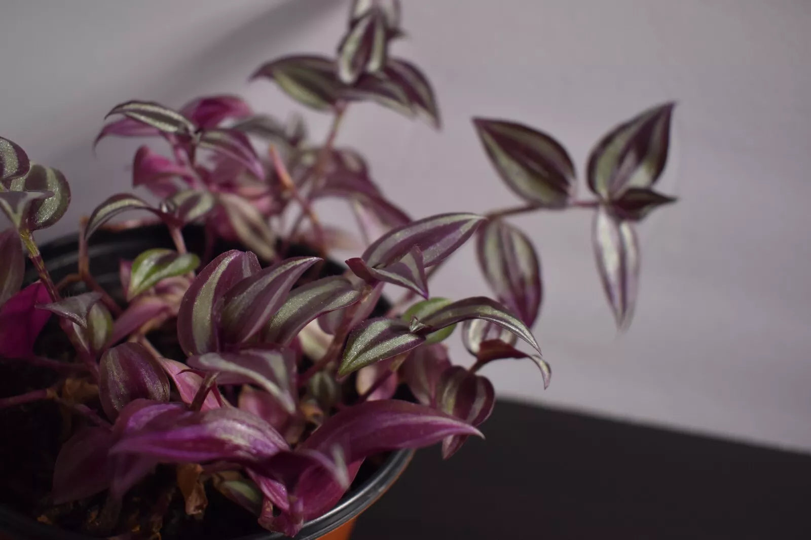 Wandering Jew Cuttings - 12 Fully Rooted - Healthy Tradescantia zebrina, Easy to Grow Indoor Plant