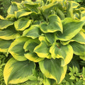 Hosta Atlantis Perennial Plant in 5.25" Pot | Bright Colorful Foliage | Shade Tolerant | Well Rooted