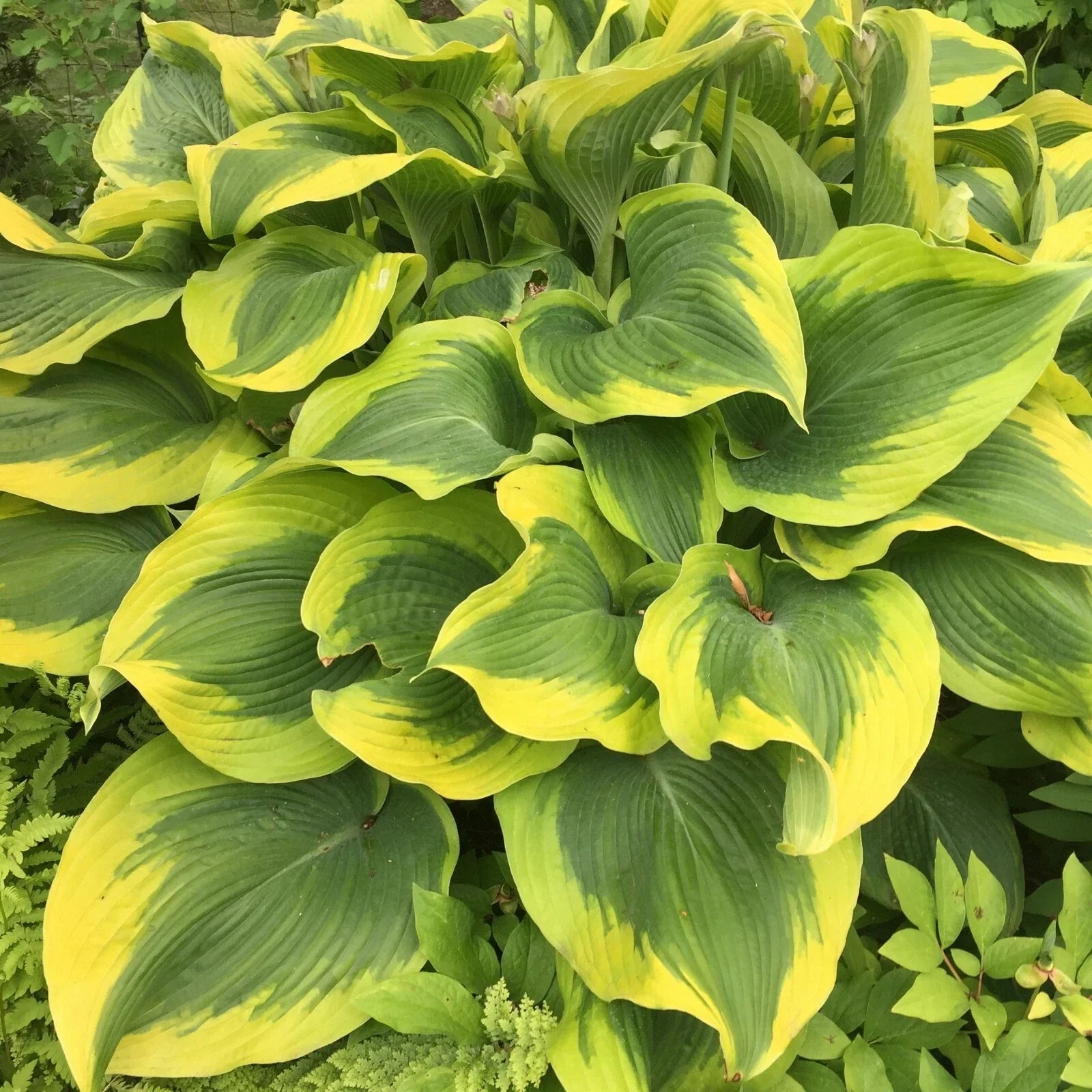 Hosta Atlantis Perennial Plant in 5.25" Pot | Bright Colorful Foliage | Shade Tolerant | Well Rooted