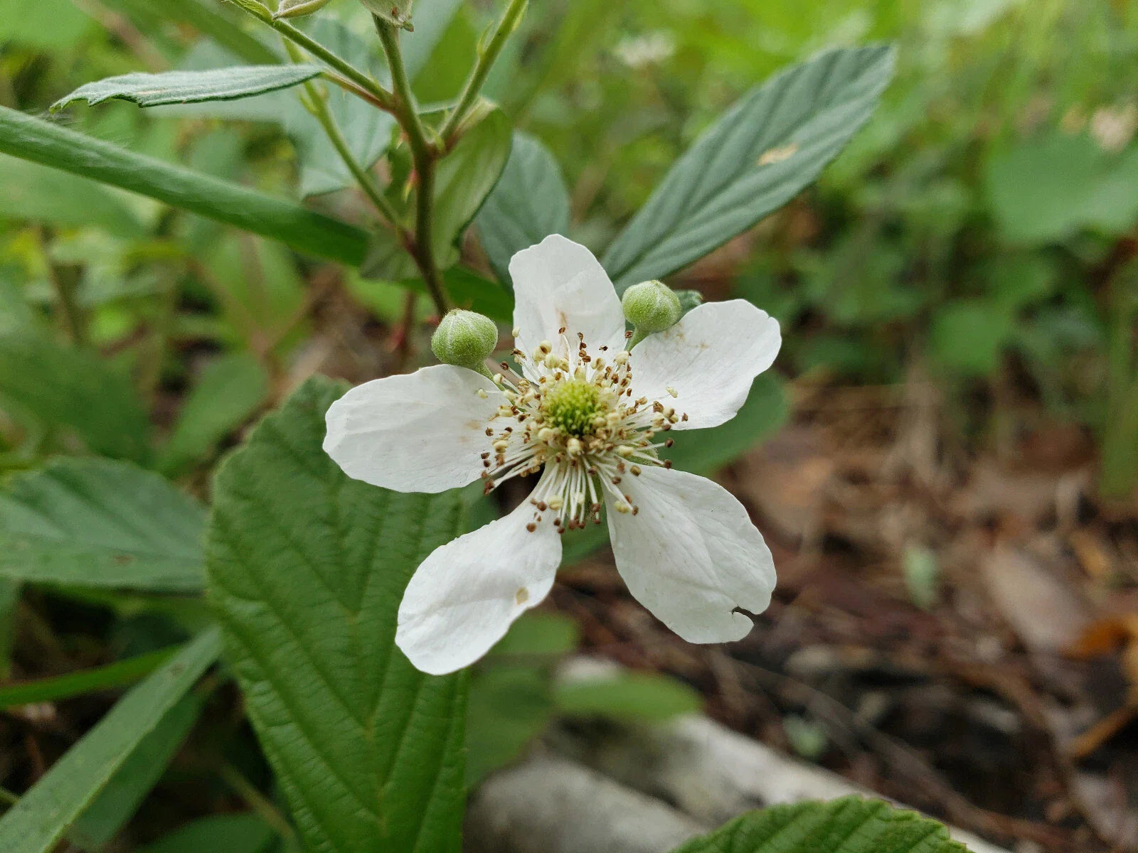 Sand Blackberry Seeds | 25 Count | Rubus cuneifolius | Florida Native Berry for Wildlife
