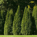 Oriental Arborvitae Tree Seeds - 40 Pack - Platycladus orientalis - Ideal for Planting and Landscaping