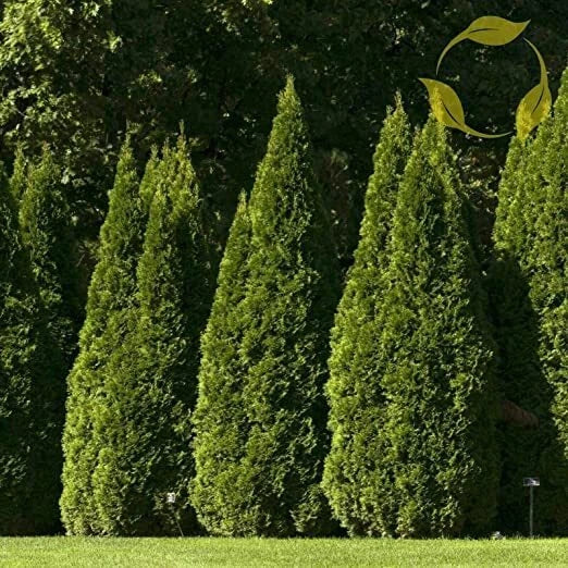 Oriental Arborvitae Tree Seeds - 40 Pack - Platycladus orientalis - Ideal for Planting and Landscaping