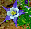 Rocky Mountain Columbine Seeds - 200+ Native Wildflower for Shade Garden & Containers - Aquilegia coerulea
