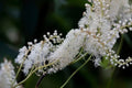 Black Snakeroot Seeds - 15 Pack - Rare Cimicifuga racemosa for Planting