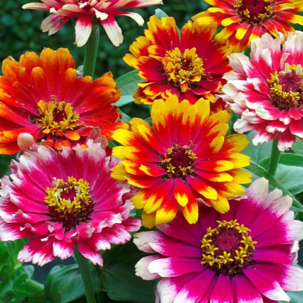 Zinnia Seeds - 100+ Swirls Mixed - Flower Garden Seeds for Planting - USA