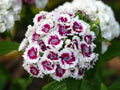 Sweet William Flower Seeds - 20 Fresh Seeds - Dianthus barbatus - Free USA Shipping