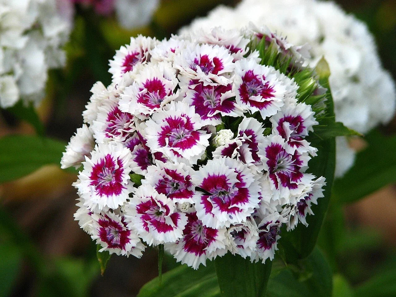 Sweet William Flower Seeds - 20 Fresh Seeds - Dianthus barbatus - Free USA Shipping