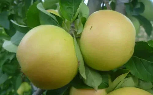 Apple Seeds for Planting - 25+ Pristine Organic Seeds - Malus domestica - USA Grown - Free Shipping
