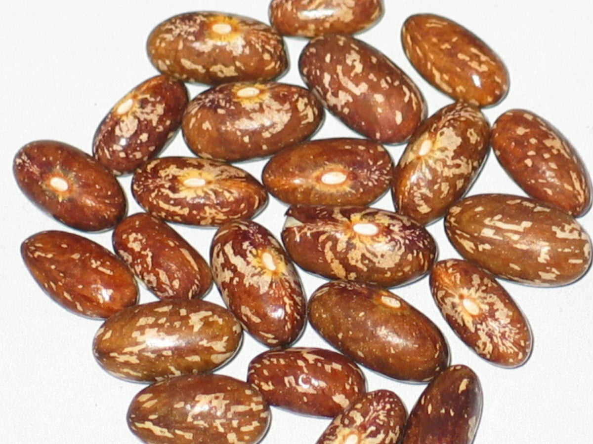 Topcrop Bush Bean Seed 100+ | Green Variety | Phaseolus vulgaris