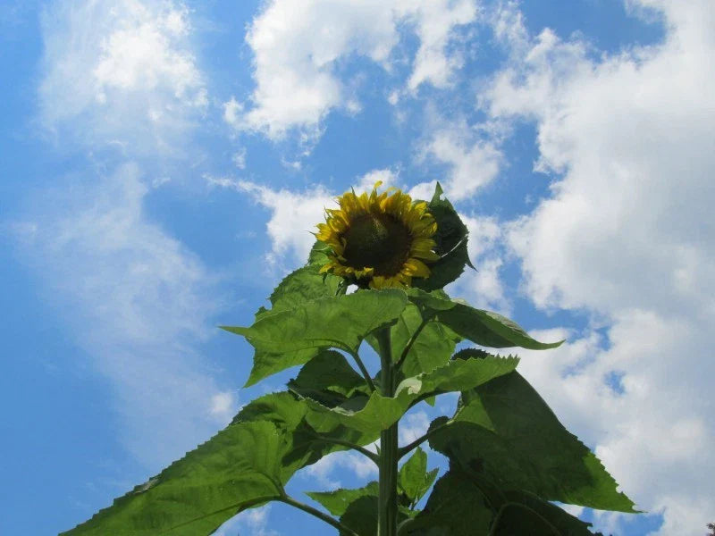 Skyscraper Sunflower Seeds - 25+ Fresh Seeds - Helianthus annuus - Tall Garden Flowers