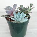 Succulent Live Plant Mix - 4" Pot - Assorted Varieties - Ideal for Home Decor - Perfect for Beginners