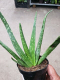 Potted Aloe Vera Plant - Live Succulent - Air Purifier - Medicinal Herb - Easy-to-Grow - Aloe barbadensis miller