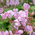 Hanne Geranium Seeds - 25+ Pack for Garden Planting - Pelargonium 'Hanne' - USA Grown, Free Shipping
