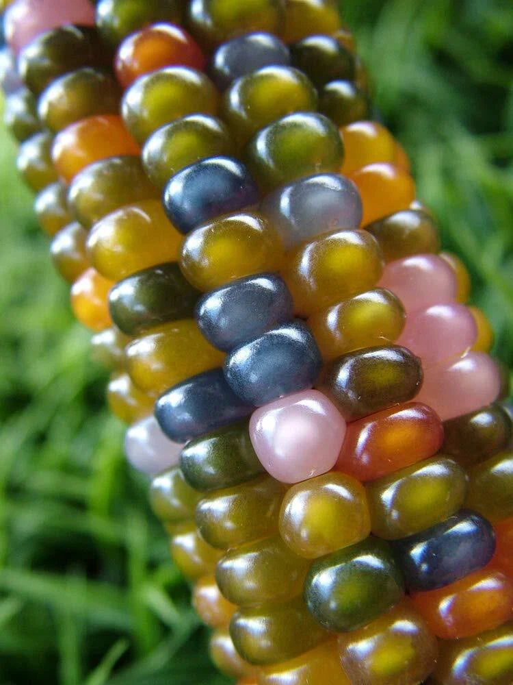 Rare Glass Gem Indian Corn Seeds - 40+ Seeds - Vibrant Translucent Kernels - Zea mays everta