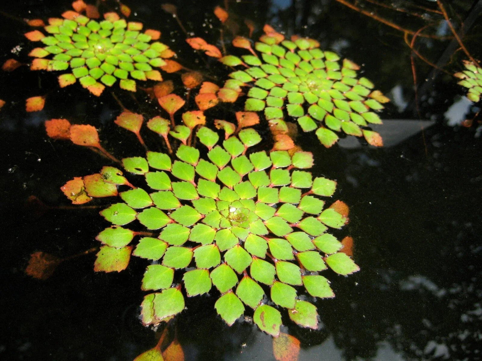 Mosaic Plant 1 Plant - Ludwigia Sedioides - Easy Live Aquarium Pond Aquatic Décor