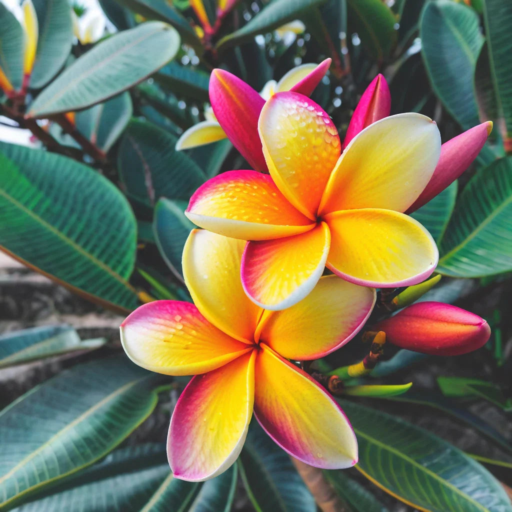 Plumeria Seeds - 5 Light Pink Yellow Flowers - Hawaiian Perennial Lei - Frangipani Variety